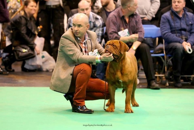 Guusje at Crufts 2014 1.jpg